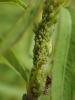 Aphis pomi